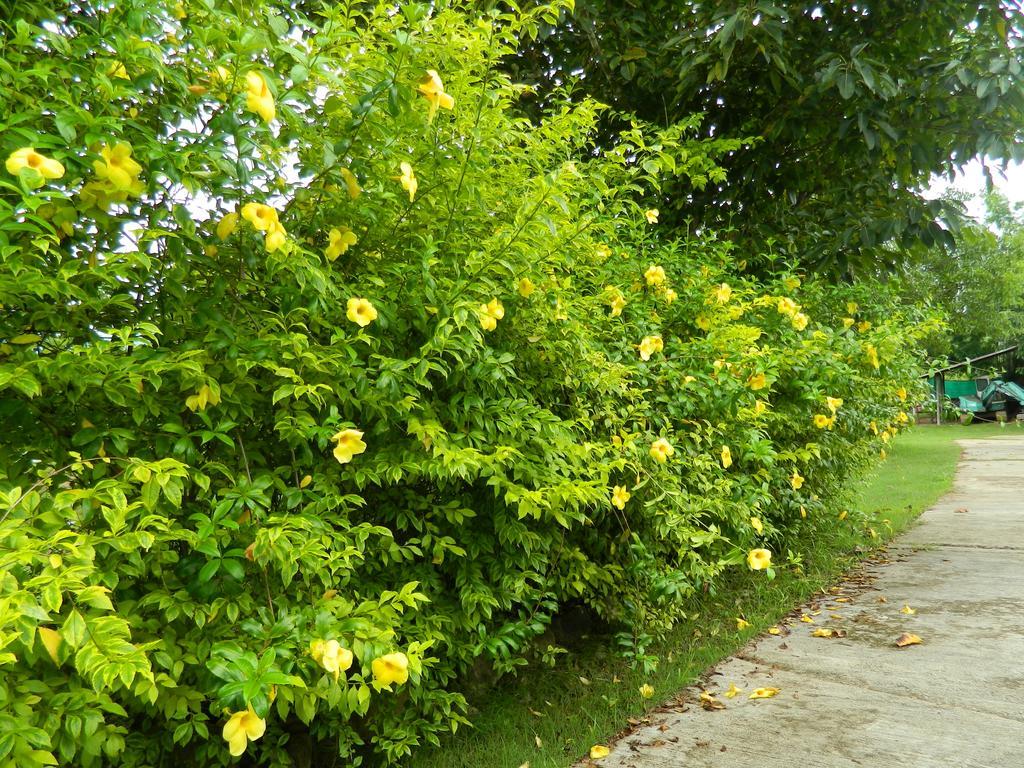 Pai Iyara Resort Bagian luar foto
